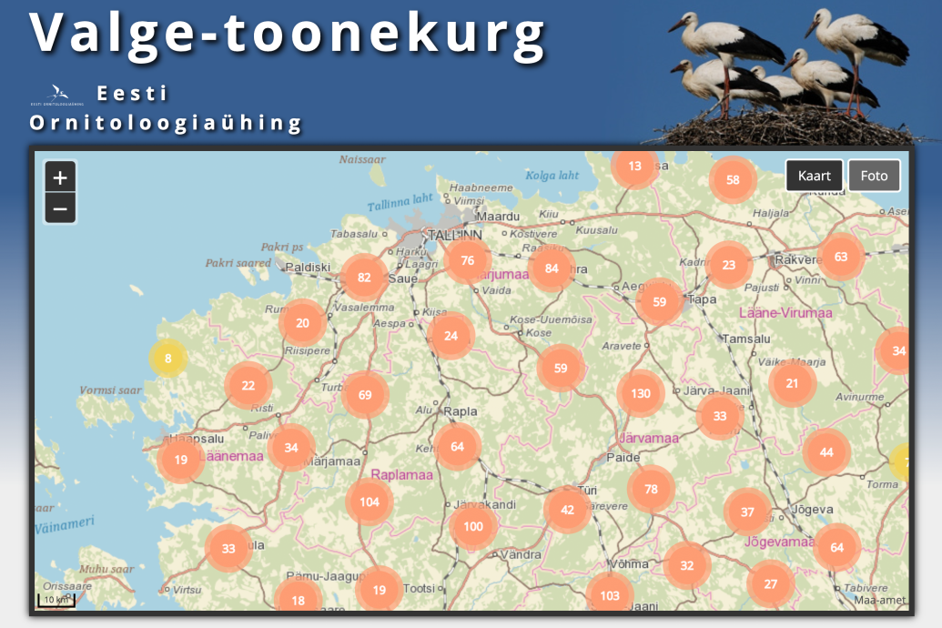 Мониторинг гнёзд белых аистов в Эстонии
